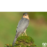 گونه قرقی Eurasian Sparrowhawk